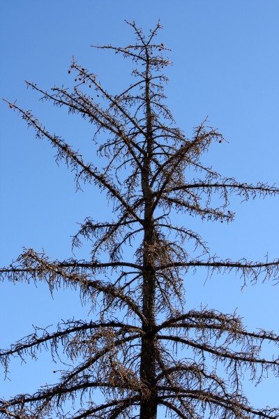 Dead Pine Tree - Free high resolution photo