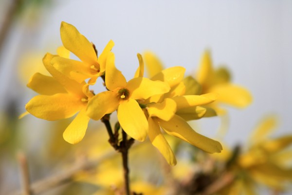 Forsythia Blossoms - Free high resolution photo