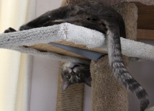 Funny Cat Hanging Upside Down on Kitty Tree - Free High Resolution Photo