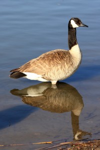 Goose Standing in Water - Free High Resolution Photo