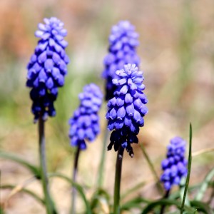 Grape Hyacinth - Free High Resolution Photo