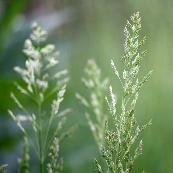 Grass Going to Seed - Free High Resolution Photo