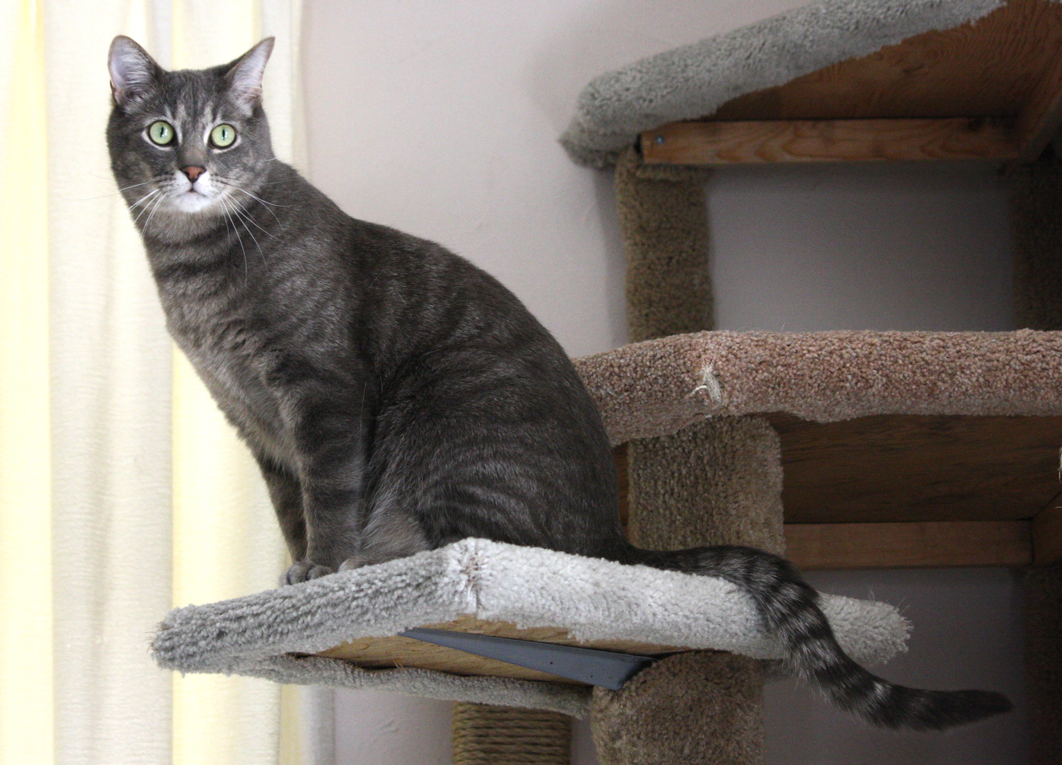 Gray Tabby Cat Perched On Kitty Climbing Tree Picture Free Photograph