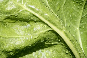 Leaf Texture with Drops of Water - Free High Resolution Photo