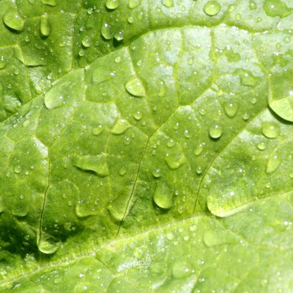 Leaf with Water Droplets Texture - Free High Resolution Photo