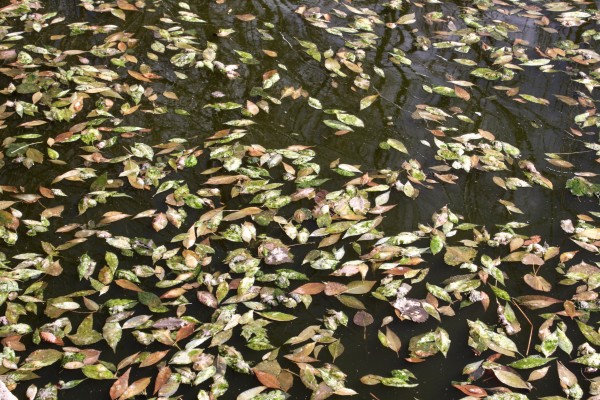 Leaves Floating on Water Texture - Free High Resolution Photo