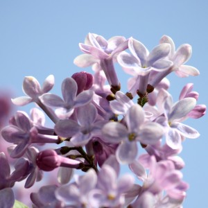 Lilac Close Up - Free High Resolution Photo