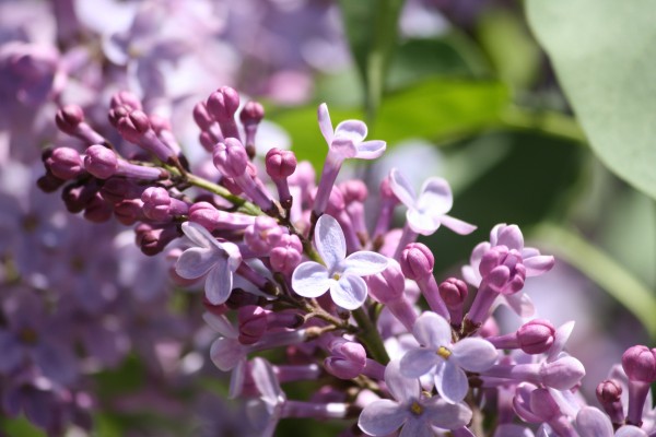 Lilac Flowers Starting to Bloom - Free High Resolution Photo