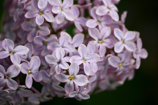 Lilacs Close Up - Free High Resolution Photo