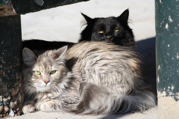 Long Haired Cats at the Park - Free High Resolution Photo