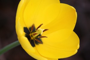 Open Yellow Tulip - Free High Resolution Photo