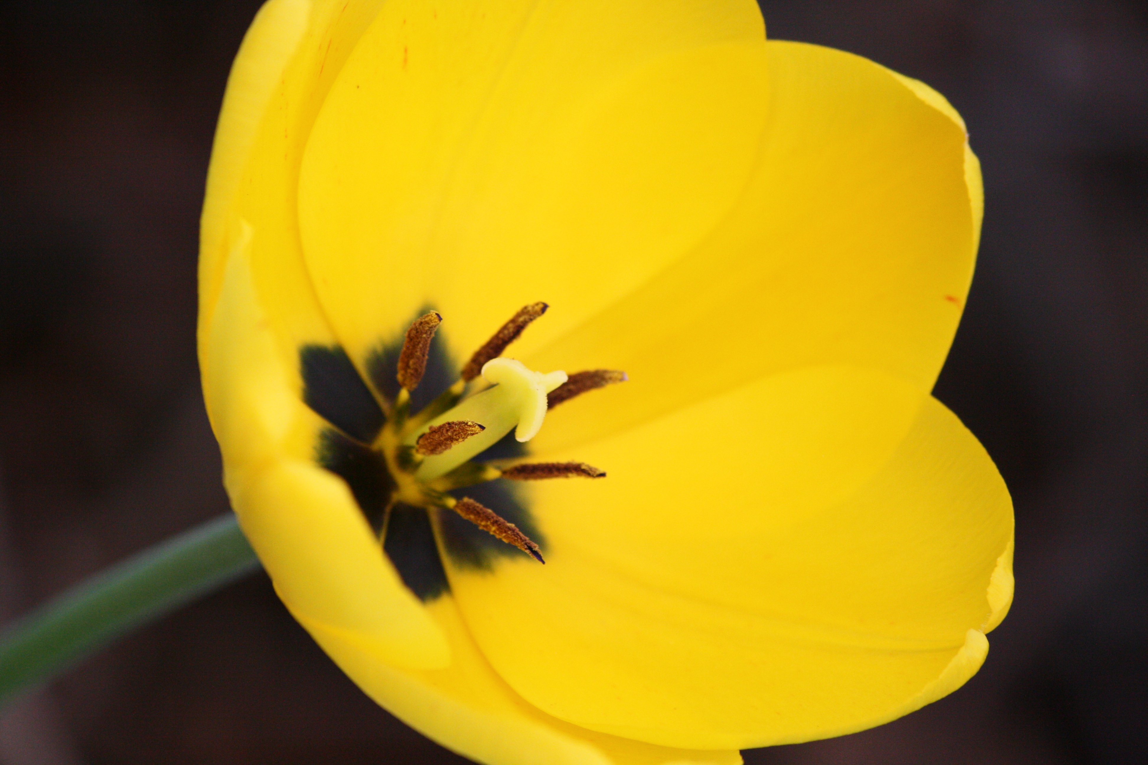 Open Yellow Tulip Picture | Free Photograph | Photos Public Domain
