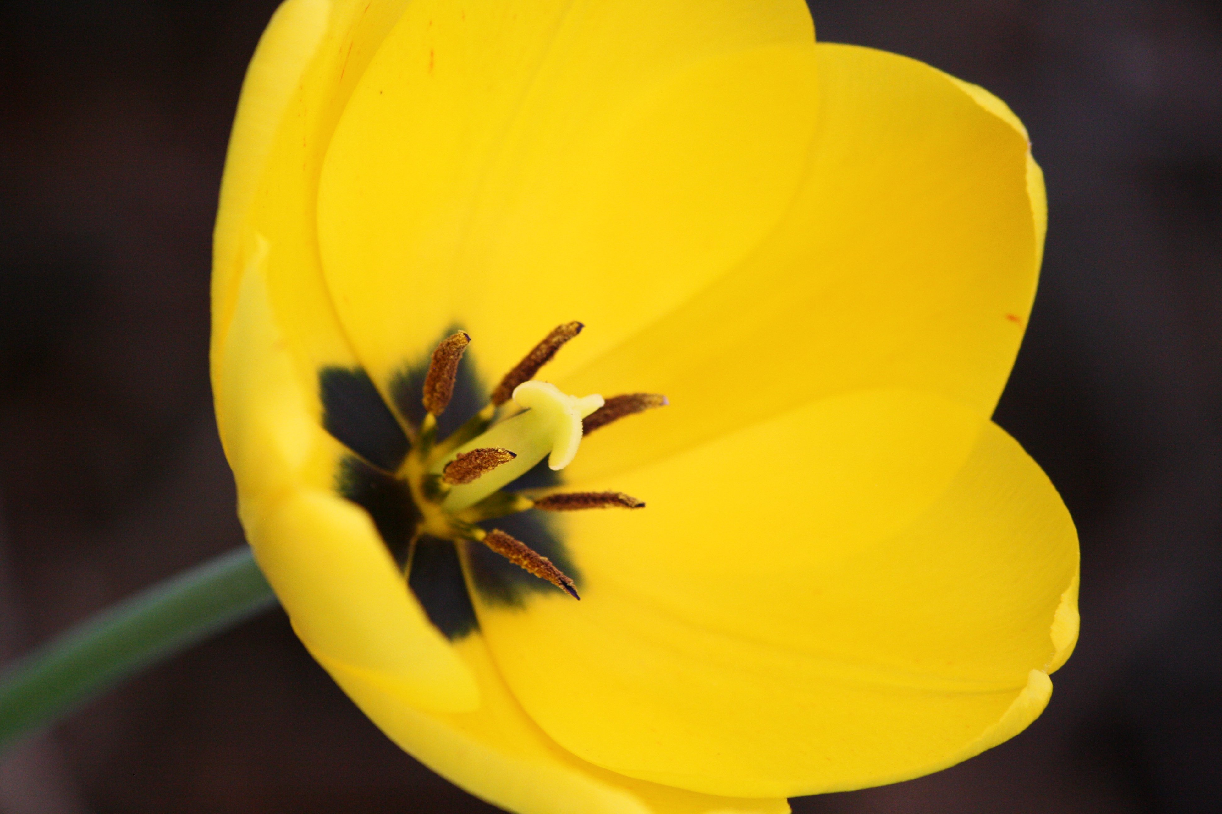 Open Yellow Tulip Picture | Free Photograph | Photos ...