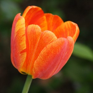 Orange Striped or Variegated Tulip - Free High Resolution Photo