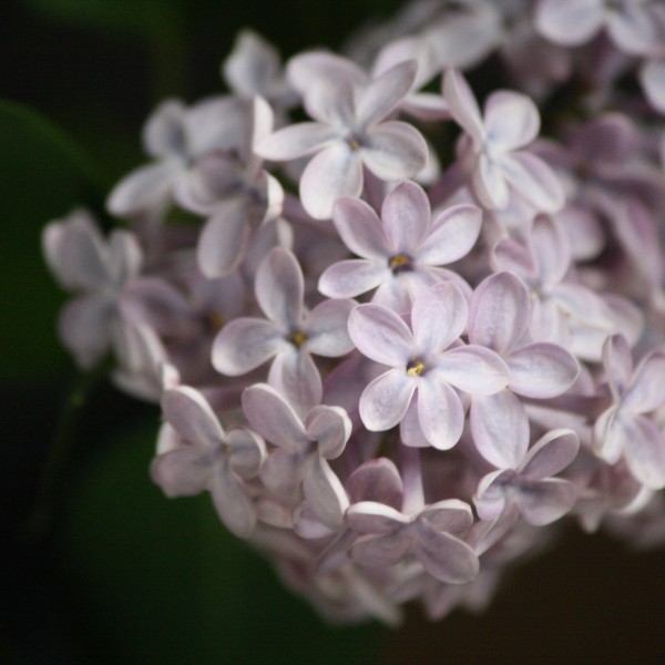 Pale Purple Lilacs - Free High Resolution Photo