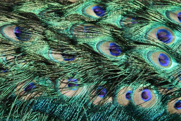 Peacock Feathers Texture - Free High Resolution Photo