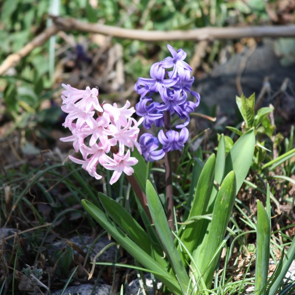 Pink and Purple Hyacinth Flowers - Free High Resolution photo