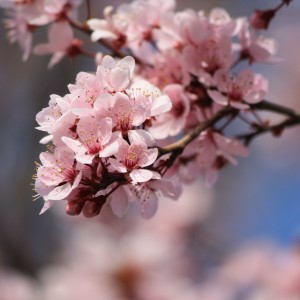 Pink Blossoms - Free High Resolution Photo