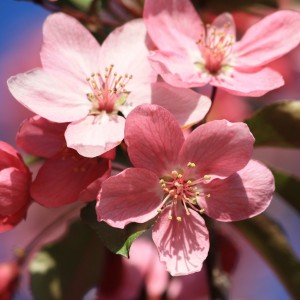 Pink Blossoms Close Up - Free High Resolution Photo
