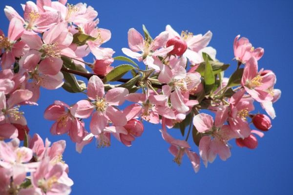Pink Blossoms on Crabapple Tree - Free High Resolution Photo