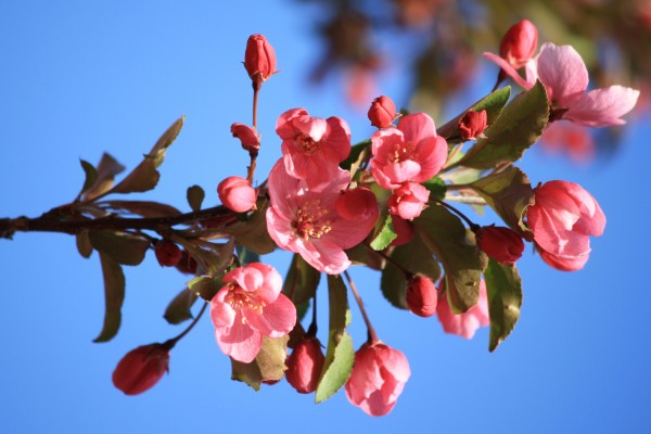 Pink Buds and Blossoms - Free High Resolution Photo