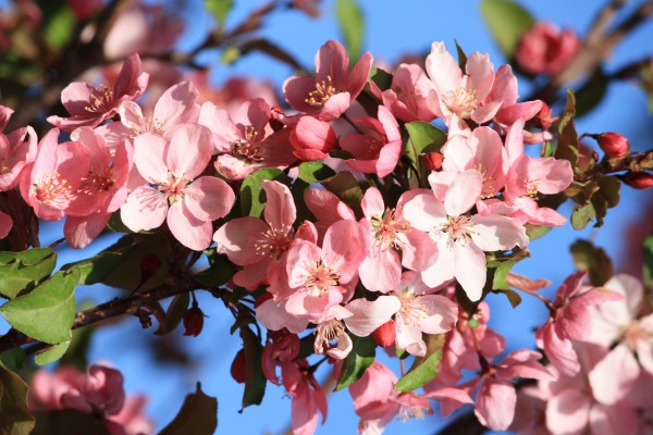Pink Crabapple Blossoms - Free High Resolution Photo