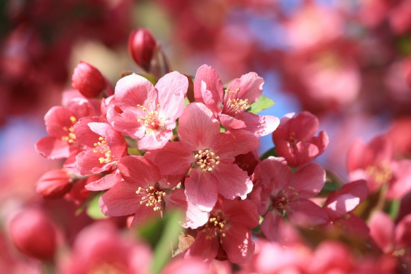 Pink Crabapple Blossoms Close Up - Free High Resolution Photo