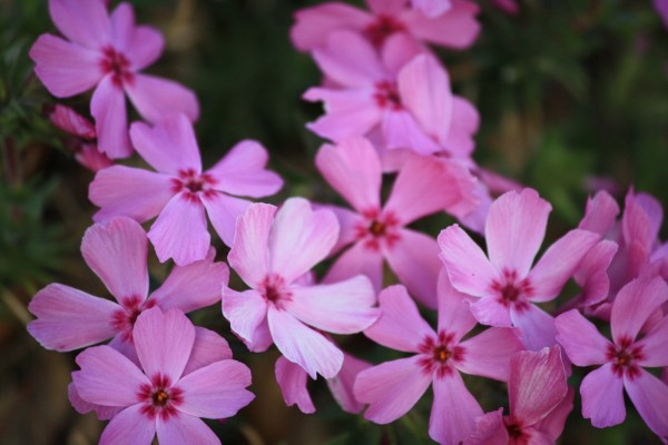 Pink Flowers on Creeping Phlox - Free High Resolution Photo