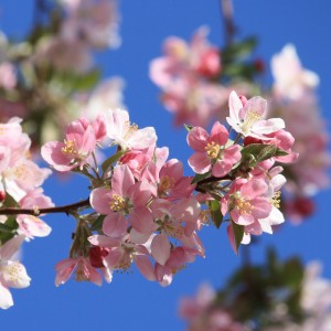 Pink Spring Blossoms - Free High Resolution Photo