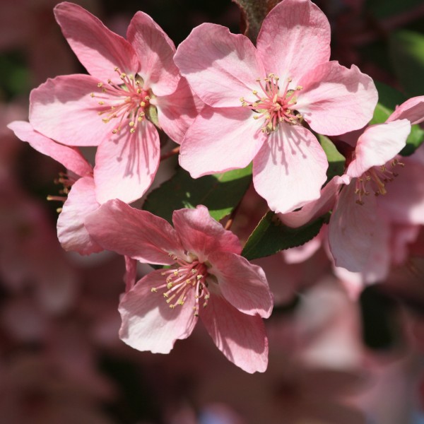 Pink Spring Blossoms Close Up - Free High Resolution Photo