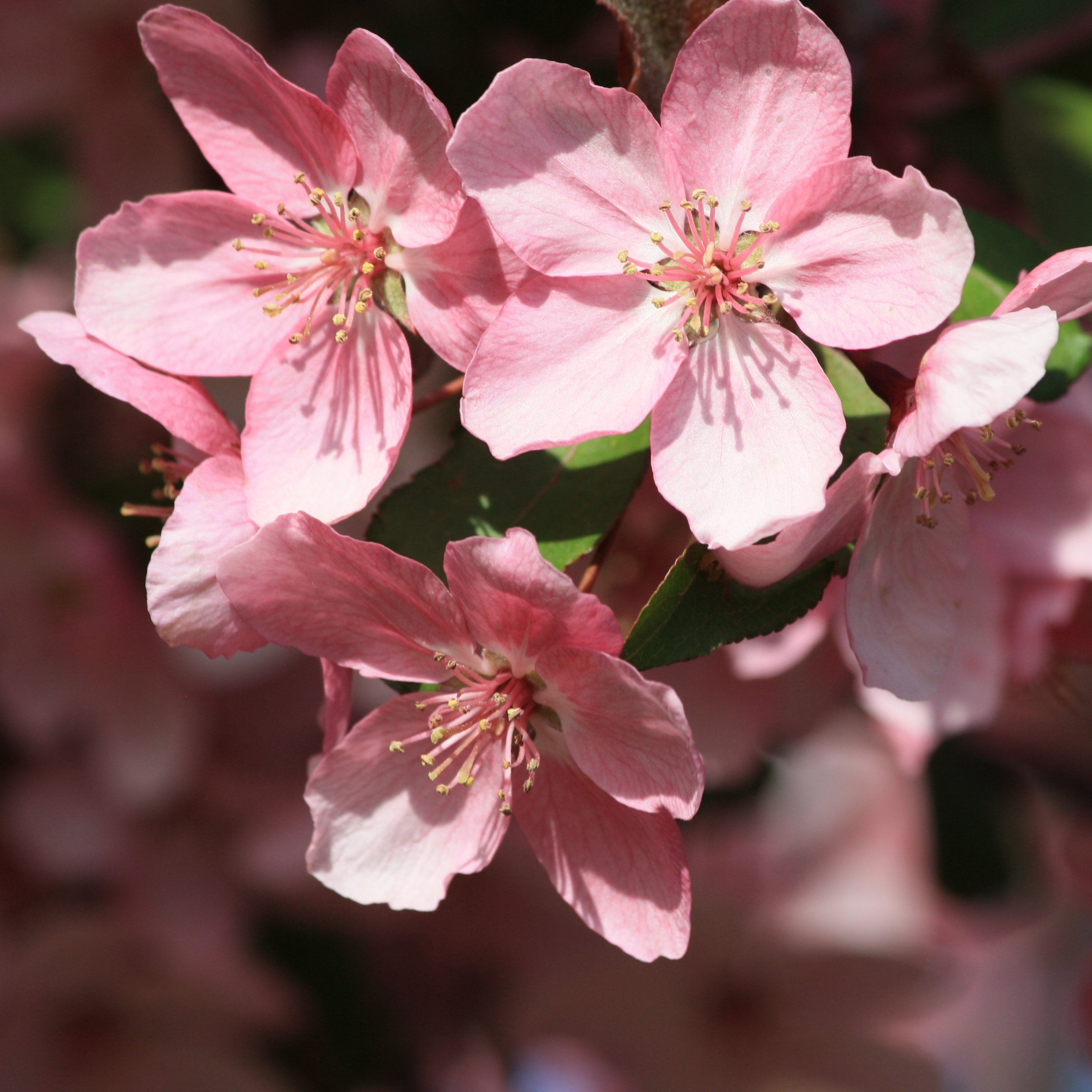 Pink Spring Blossoms Close Up Picture | Free Photograph | Photos Public
