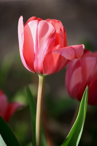 Pink Tulip with One Petal Open - Free High Resolution Photo