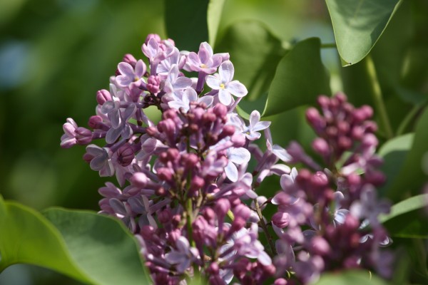 Purple Lilac Flowers and Buds - Free High Resolution Photo