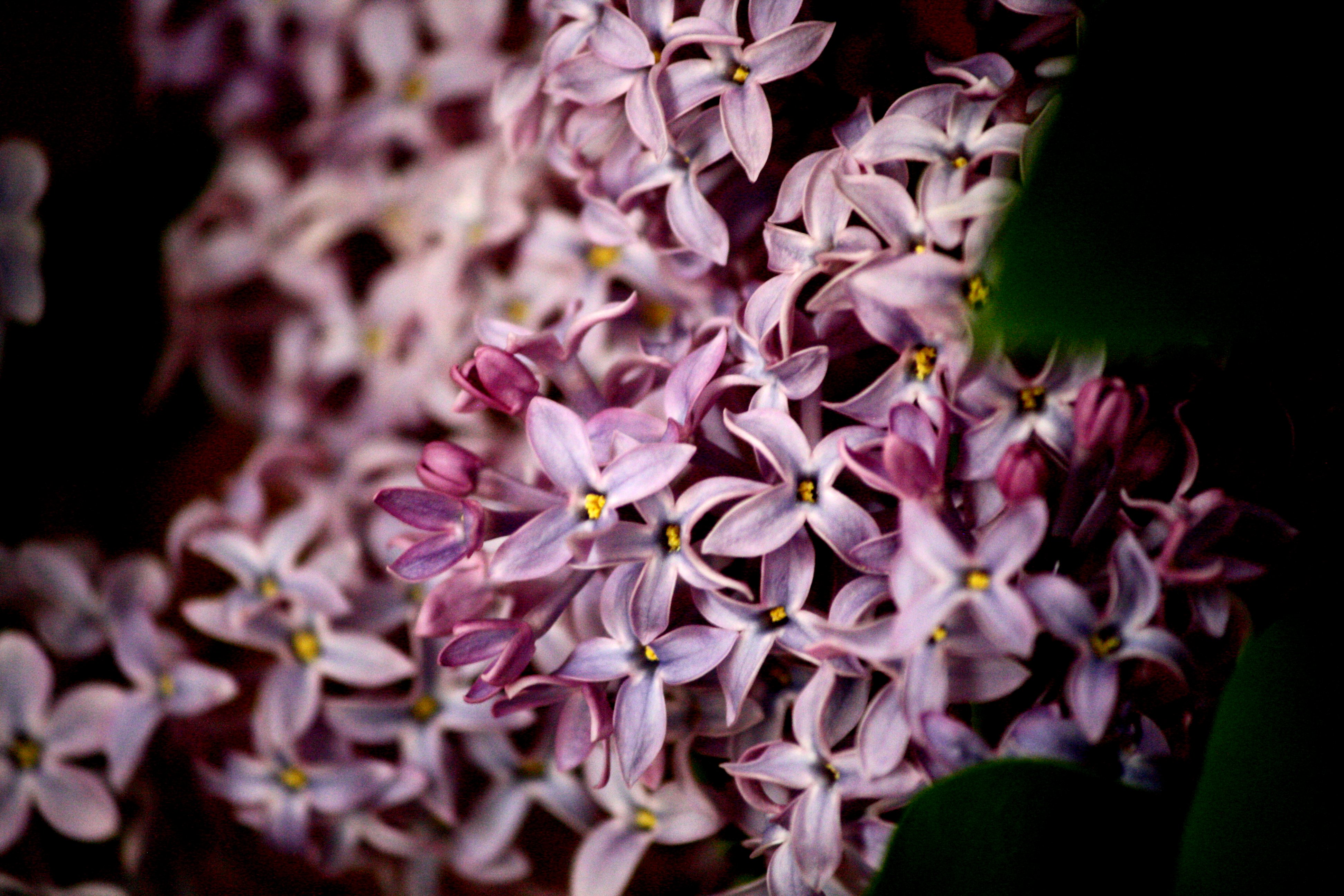 Purple Lilac Flowers Picture | Free Photograph | Photos Public Domain