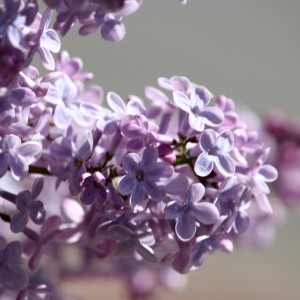 Purple Lilacs Close Up - Free High Resolution Photo