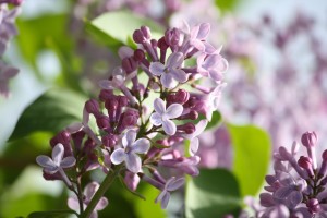 Purple Lilacs Starting to Bloom - Free High Resolution Photo