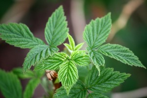 Raspberry Leaves - Free High Resolution Photo