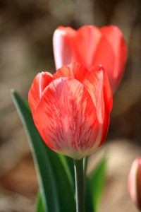 Red and White Striped Tulip Variegated