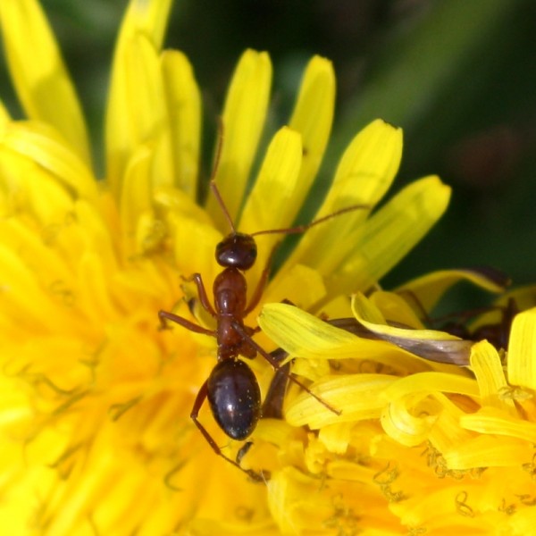 Red Ant Crawling on Yellow Dandelion Flower - Free Photo