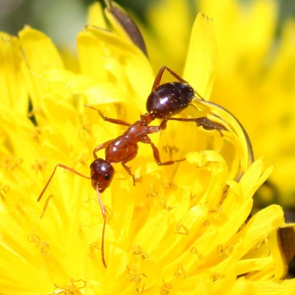Red Ant on Dandelion - Free photo