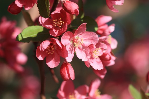 Red Blossoms - Free High Resolution Photo