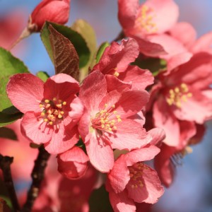 Red Crabapple Blossoms Close Up - Free High Resolution Photo