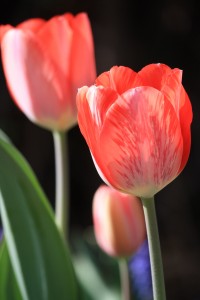 Red Striped or Variegated Tulip - Free High Resolution Photo