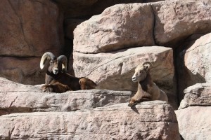 Rocky Mountain Bighorn Sheep - Free High Resolution Photo