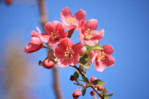Salmon Pink Blossoms - Free High Resolution Photo