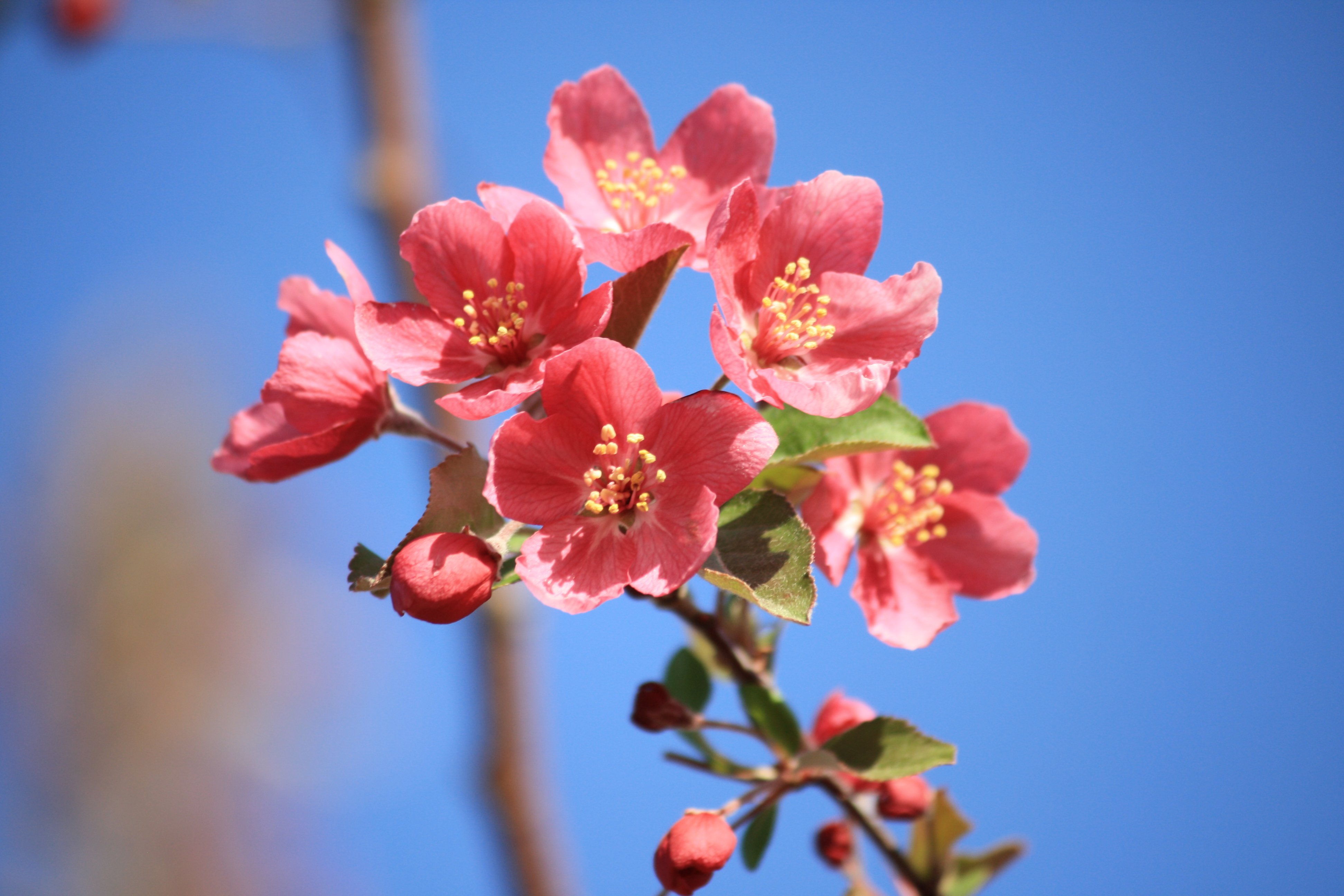 Salmon Pink Blossoms Picture Free Photograph Photos Public Domain