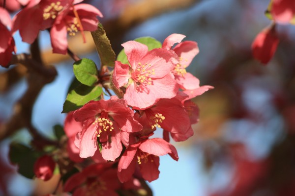 Salmon Red Blossoms - Free High Resolution Photo