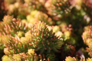 Sedum Angelina Macro Close Up - Free high resolution photo