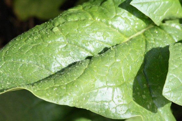 Spinach Leaf Close Up - Free High Resolution Photo