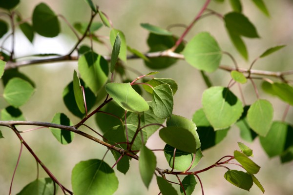 Spring Aspen Leaves - Free High Resolution Photo